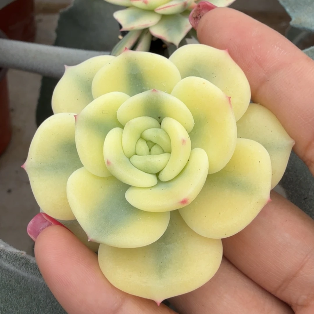 三文鱼锦一刻主头腹欧你锦