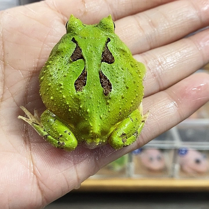 小***儿角蛙808号蝴蝶角蛙