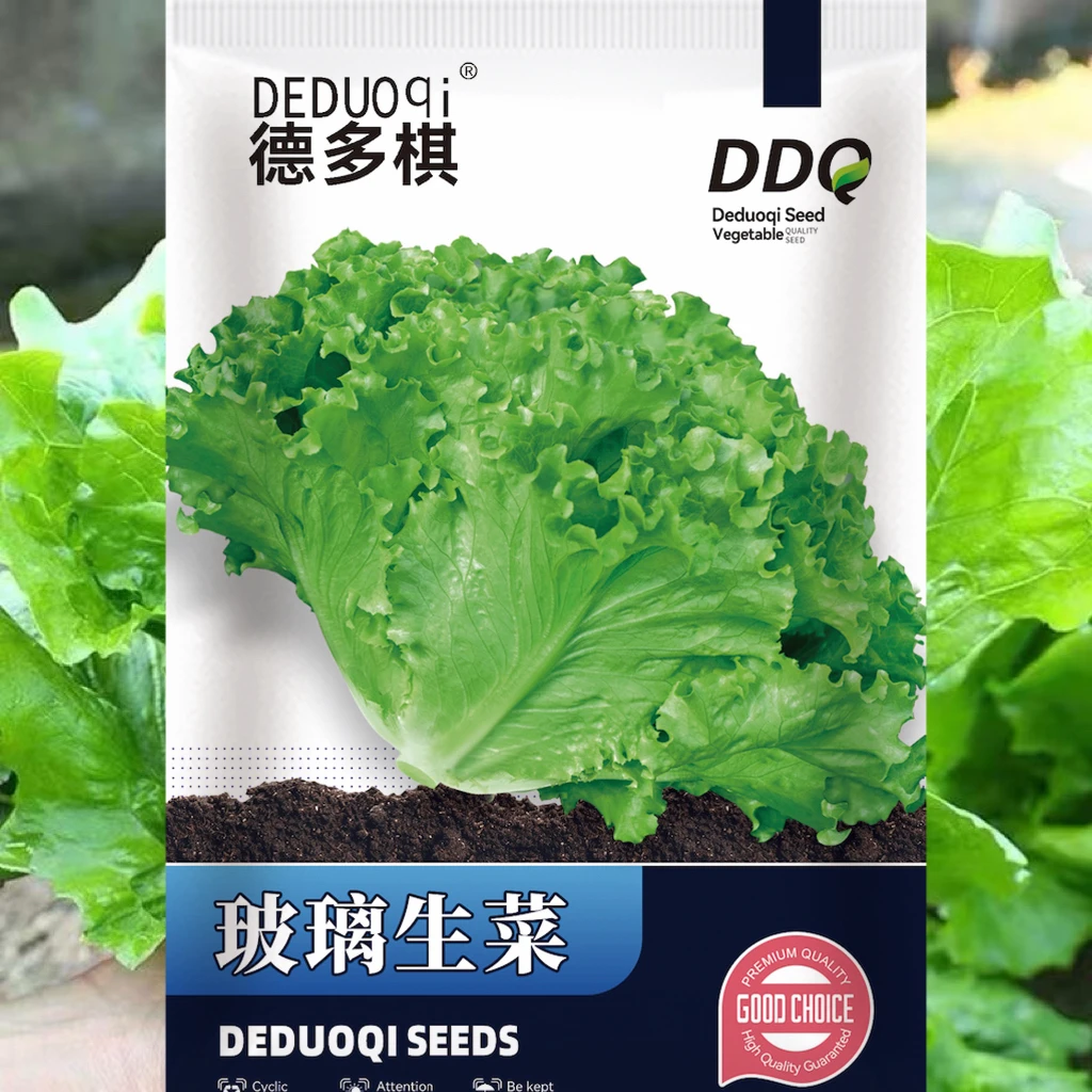 玻璃生菜种子四季阳台花园播种可生吃蔬菜种籽生菜种子