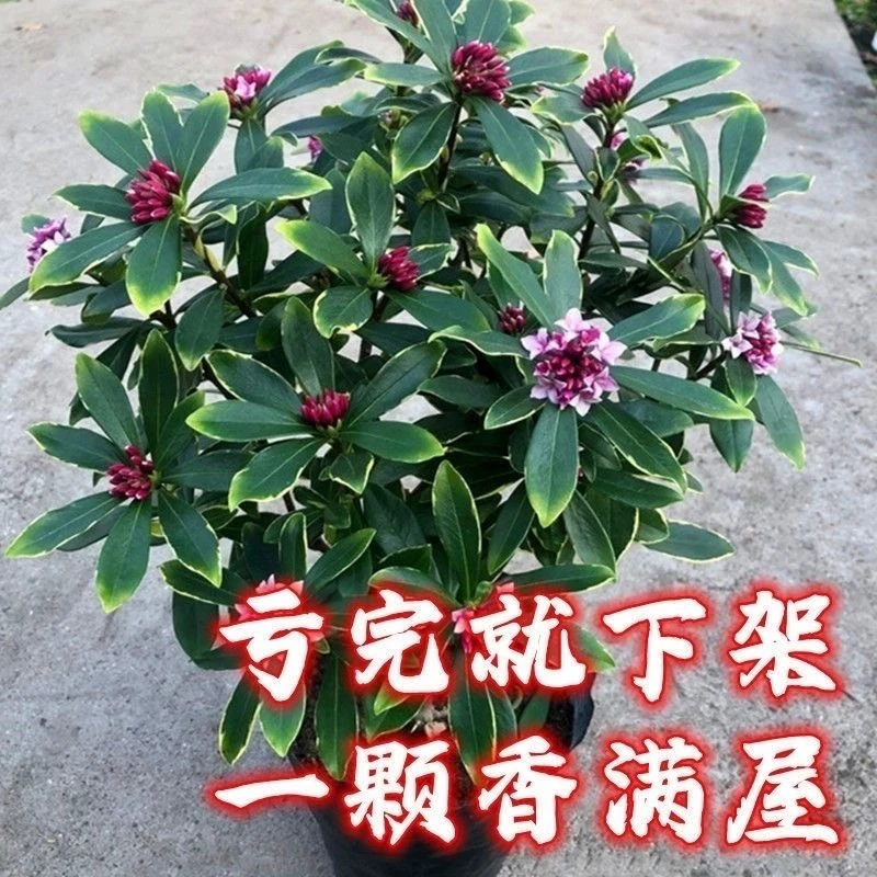 金边瑞香大苗盆栽浓香型带花苞室内外老桩观花植物耐寒循环开花卉