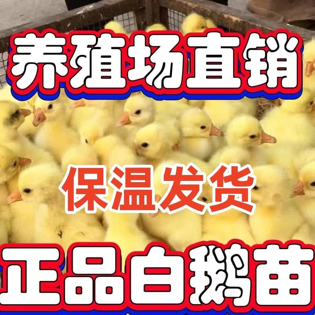 宠物鹅小鹅苗活苗正宗大白鹅产蛋王小鹅仔大三花四季产蛋鹅