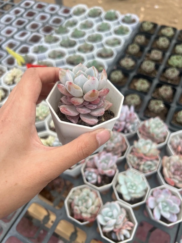 满9.9米包邮雪天使多肉盆栽福娘锦