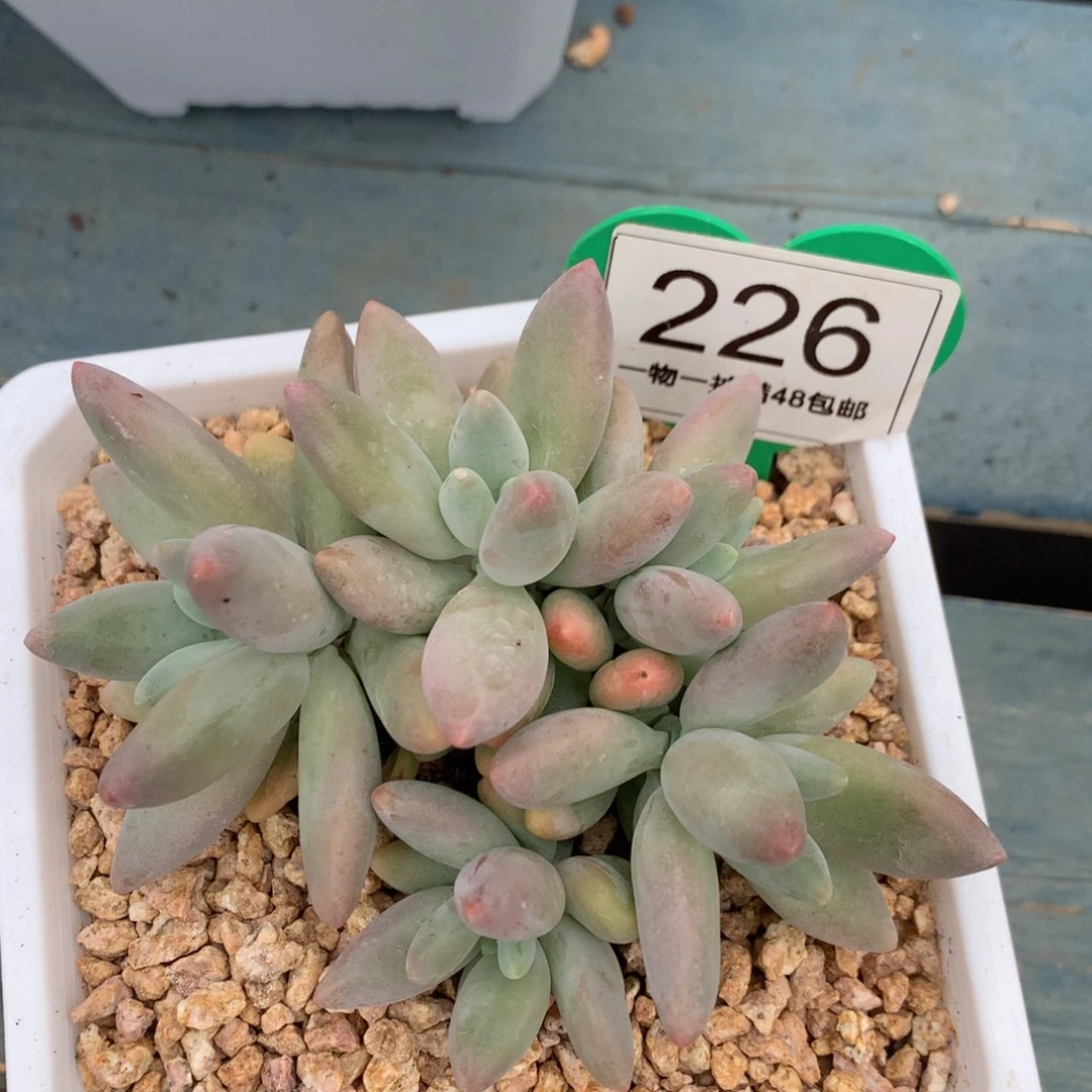 白兰地无砍平头226