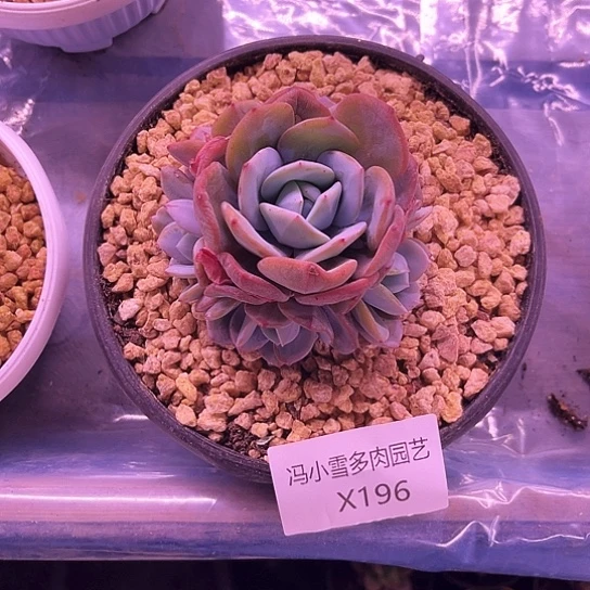 我是第一百个为妖刀应援的