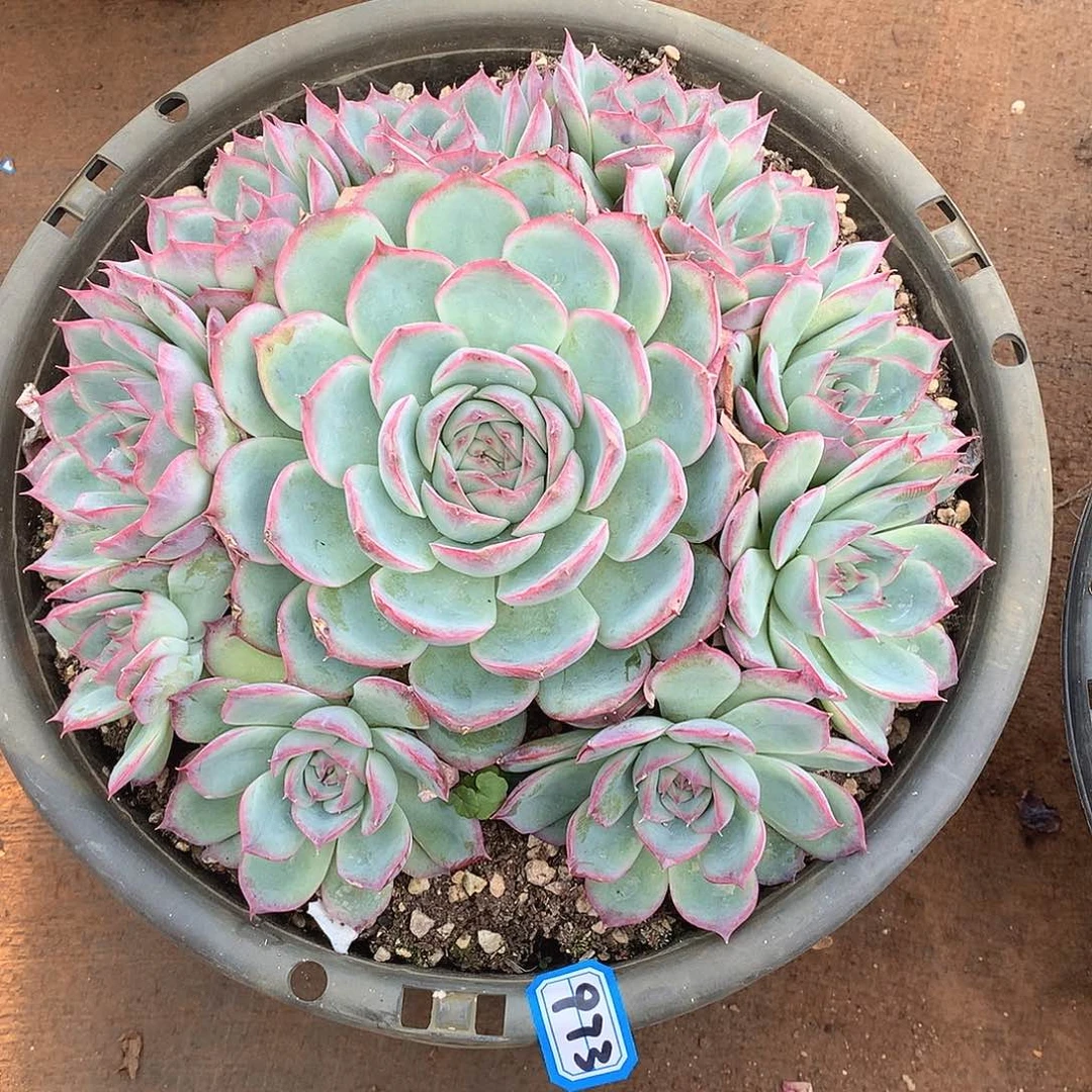 973侧影一物一拍多肉