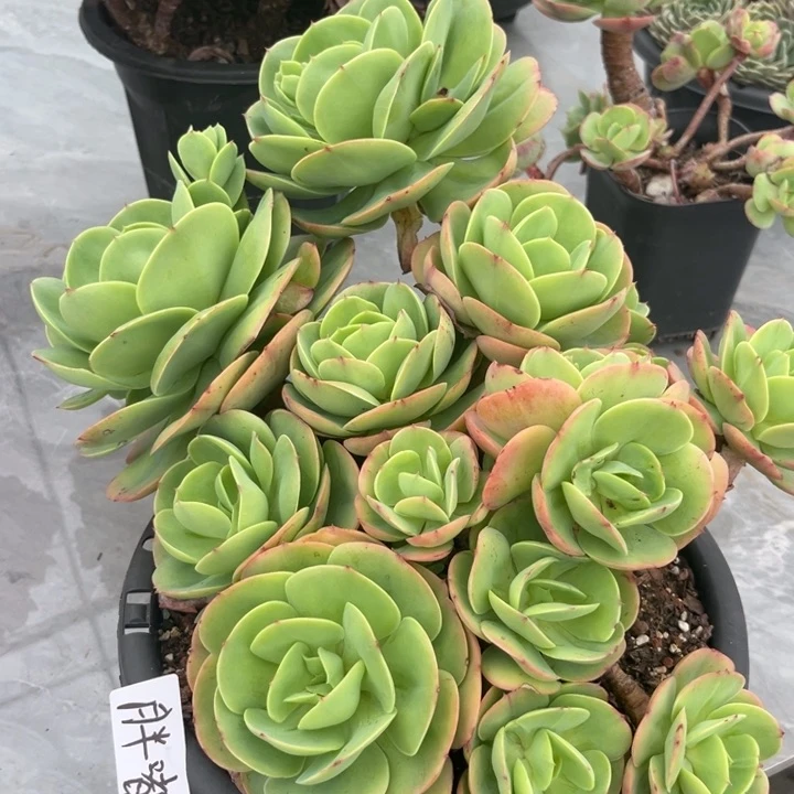 棠颂花卉一物一拍 碧桃 嘟嘟