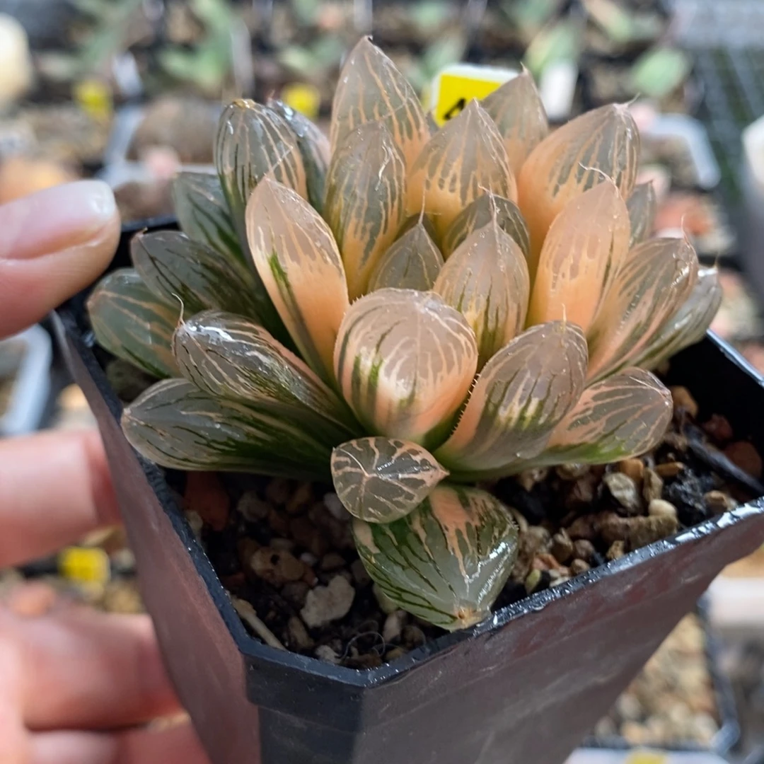 435湖斑胭脂玉露锦