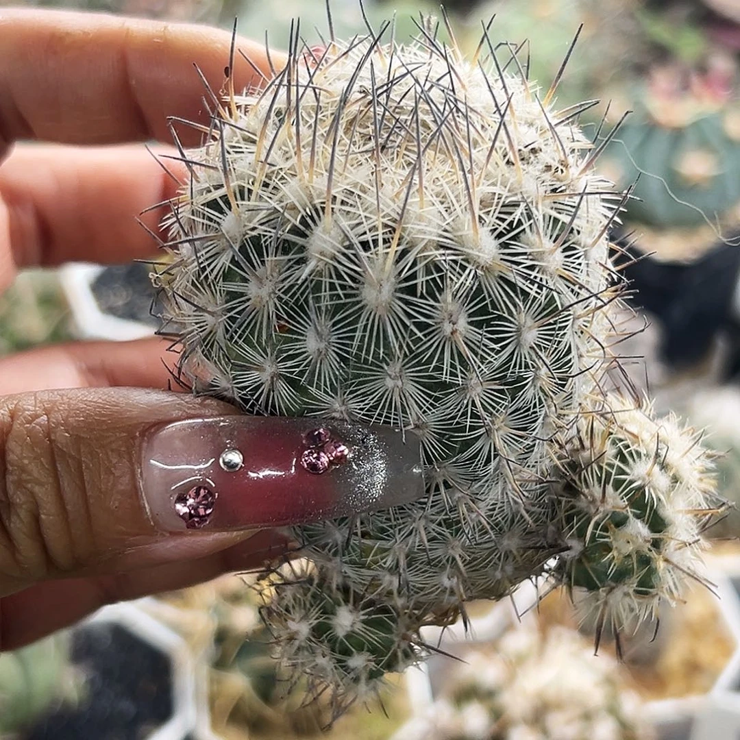 藤荣丸有根仙人球66666666