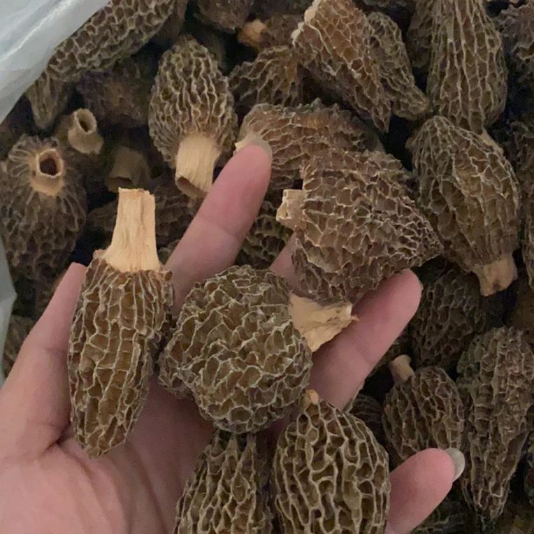 【特价福利】羊肚菌25年干货头茬厚肉煲汤