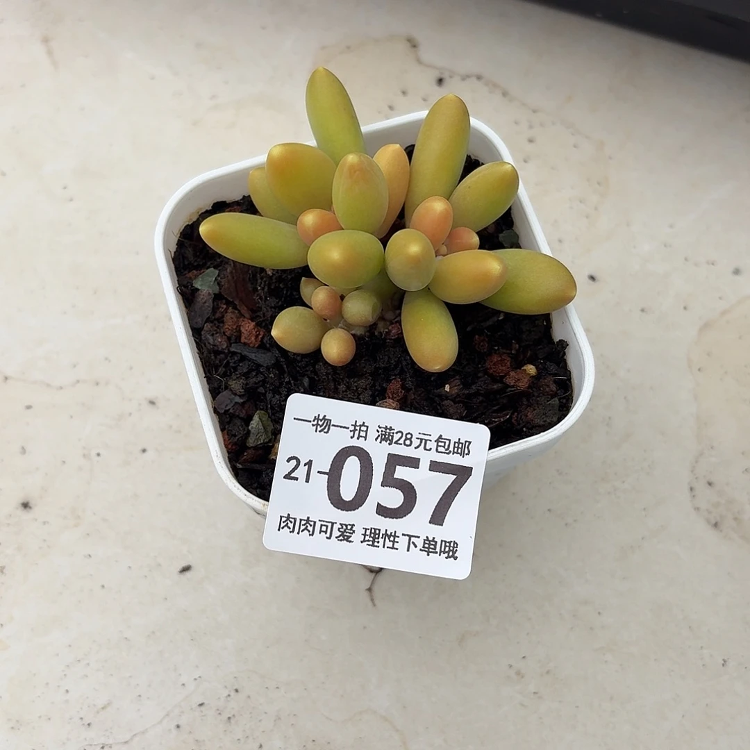 金蝉无盆土发货无盆土发货无