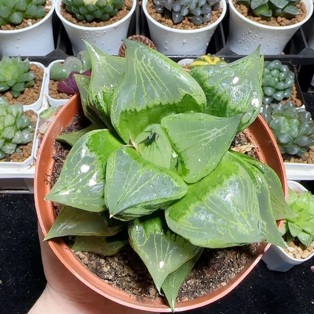 巨无霸母本裹版若原盆原土