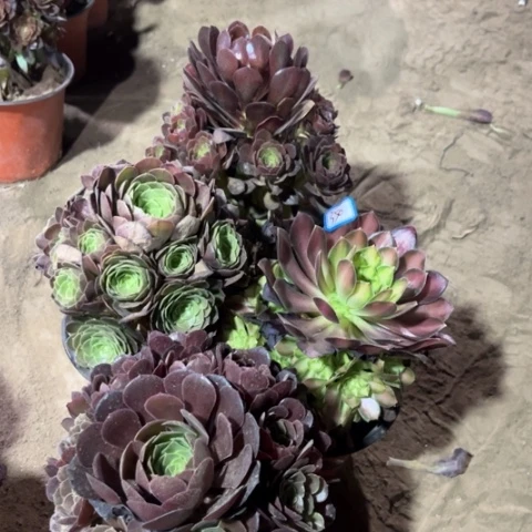 350多肉植物组合