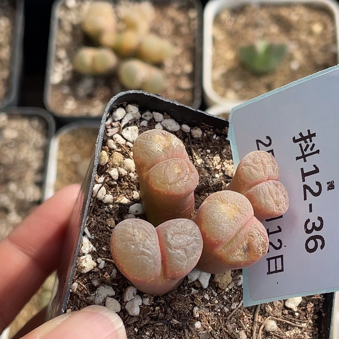 5**912-36肉锥多肉植物