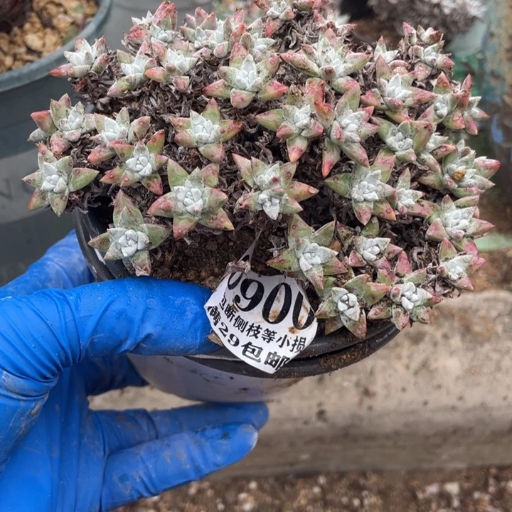 900号白菊多肉植物