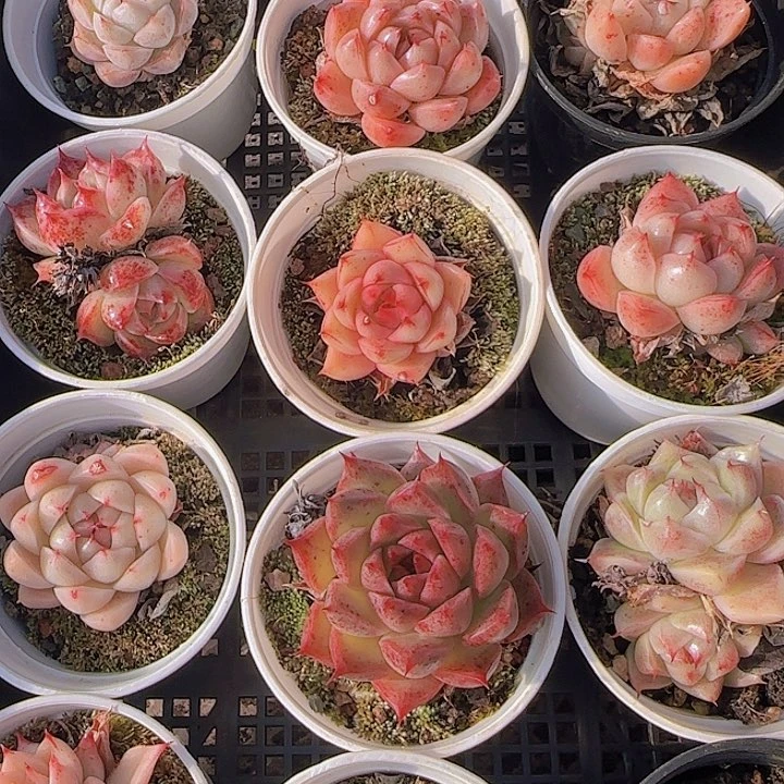 一****"花时光精品多肉。 9