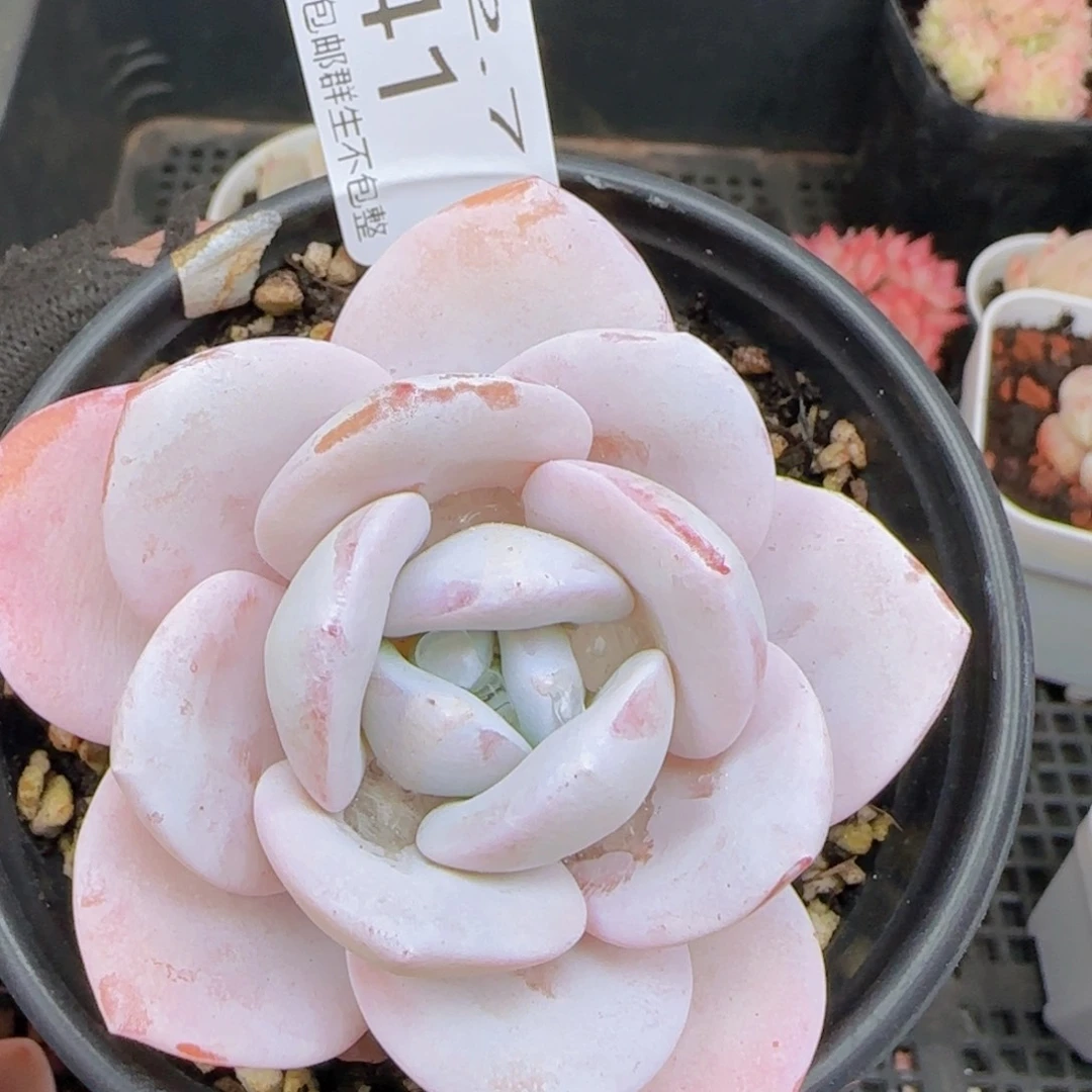 雪莲单头一颗脱土