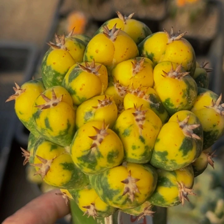 无花朵福利散班花锦大尤短豪刺象牙378