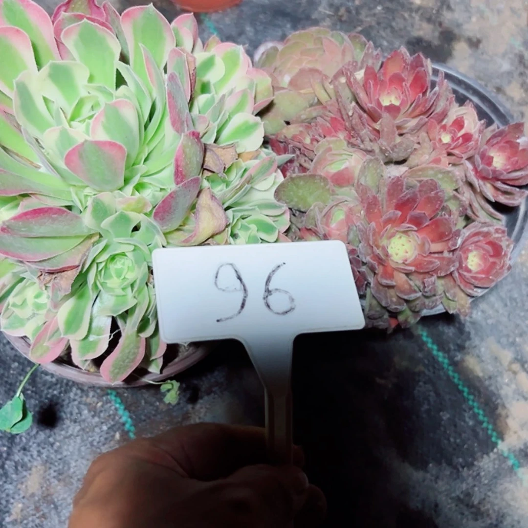 多肉植物组合2个月