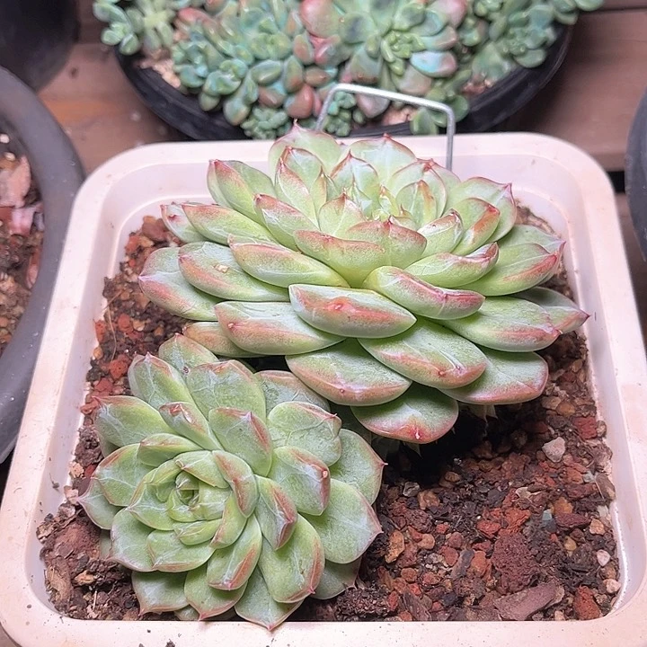 多肉植物一物一拍