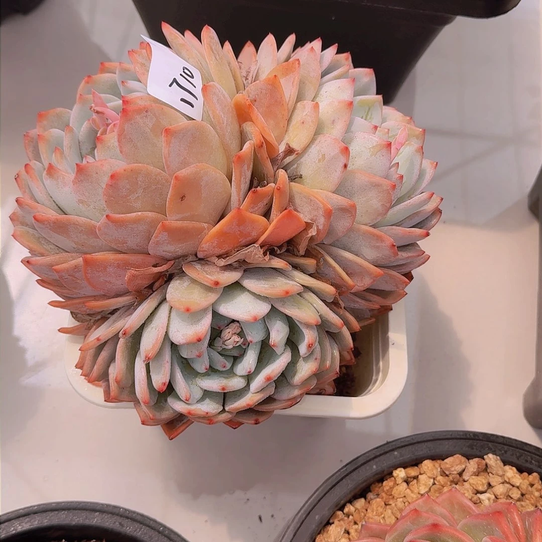 l*1710橙子多肉植物