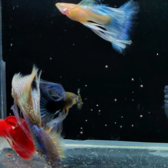 祸***害孔雀鱼长公六条88888