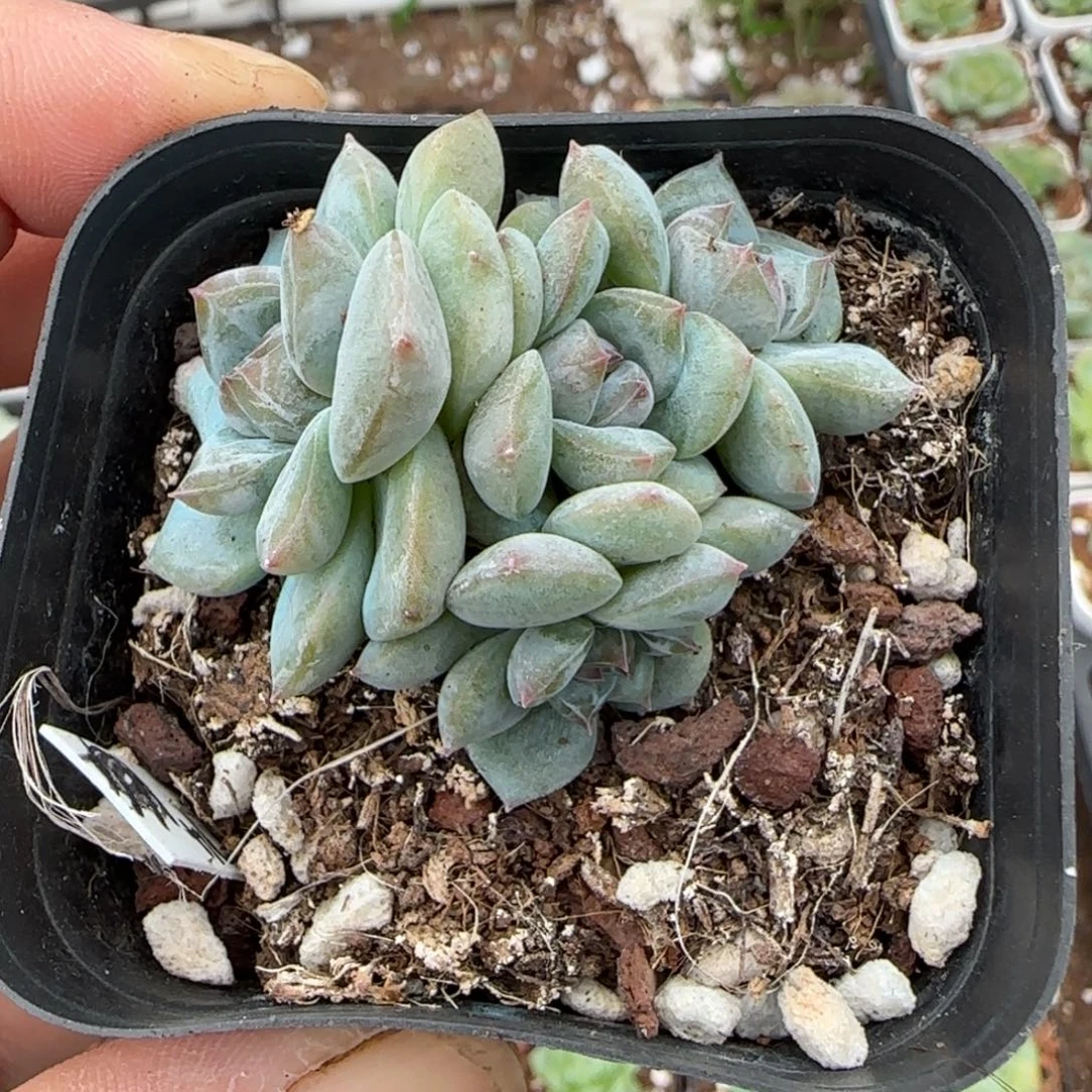 小卡拉米糖心一物一拍