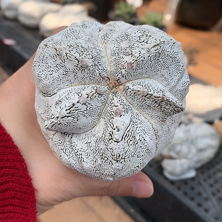 376恩冢7.5公分哈哈哈哈哈哈哈