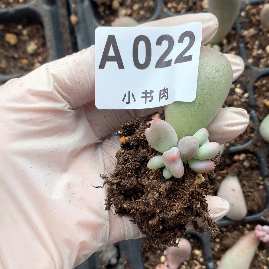 022 米可奶酪多肉米可奶