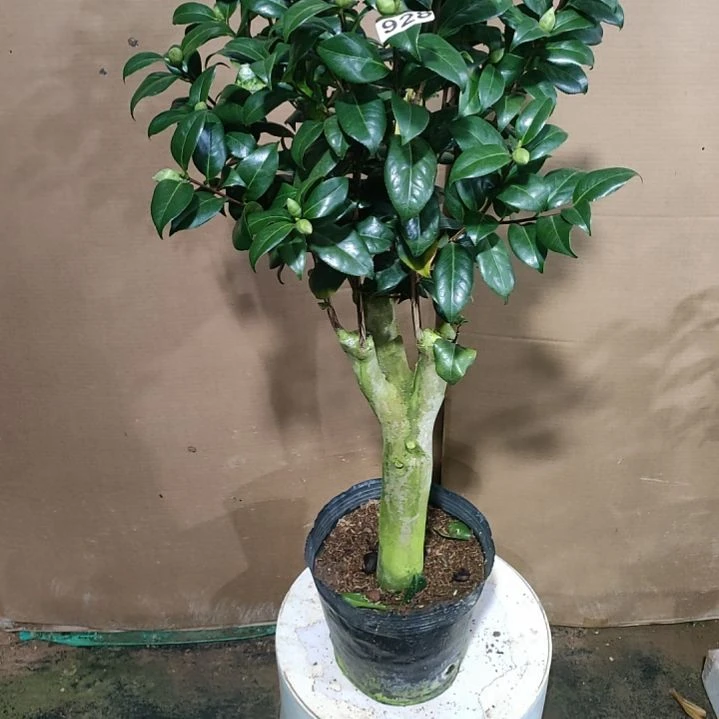 928魔术师，原盆原土，不包邮