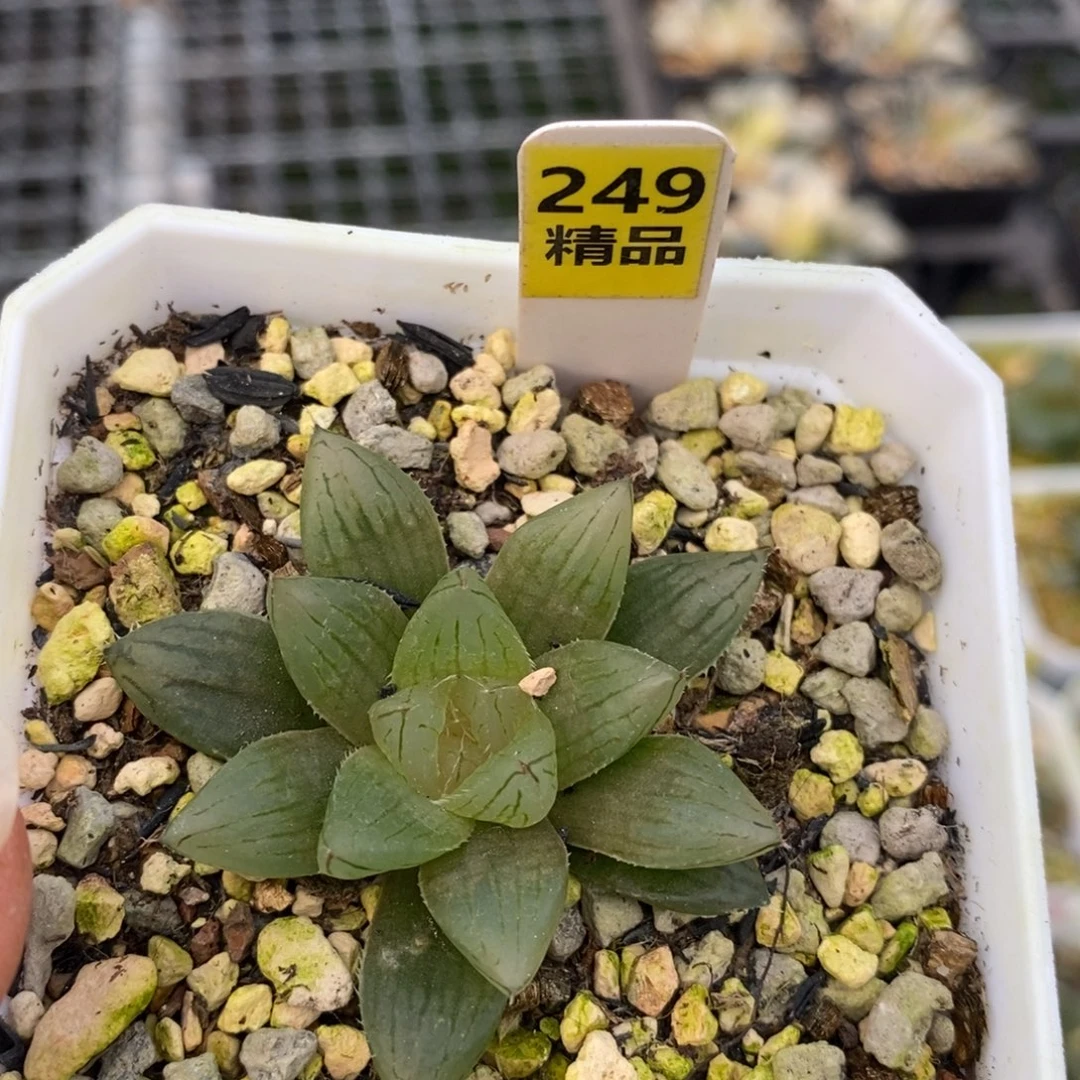 249白莲玉露十二卷多肉植物