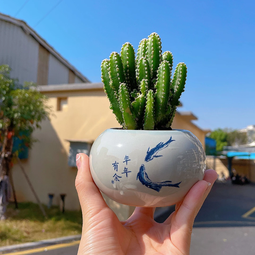 万重山绿植花卉电脑桌绿植办公室桌面多肉仙人掌阳台客厅