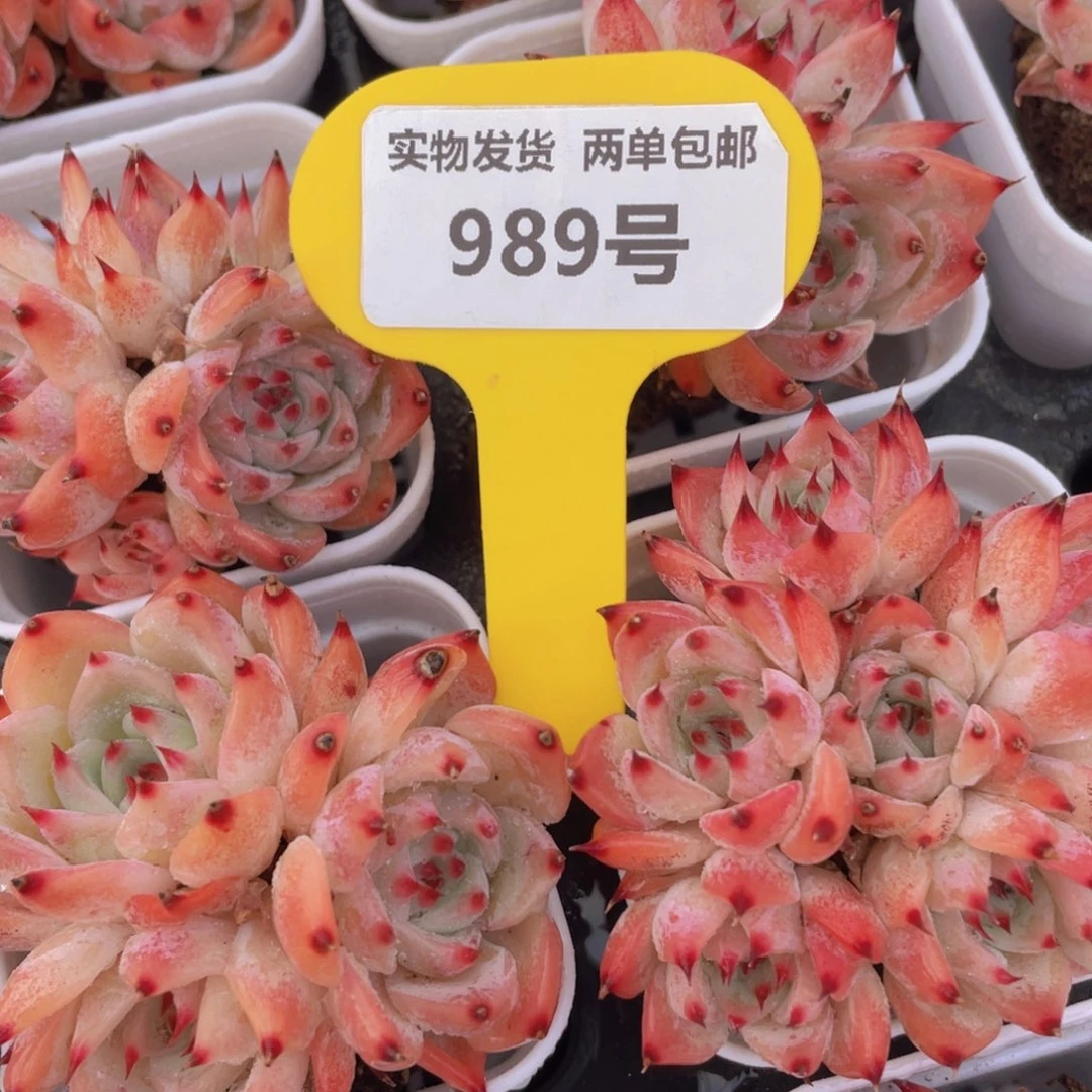 989号 全状态水蜜桃多头群一个