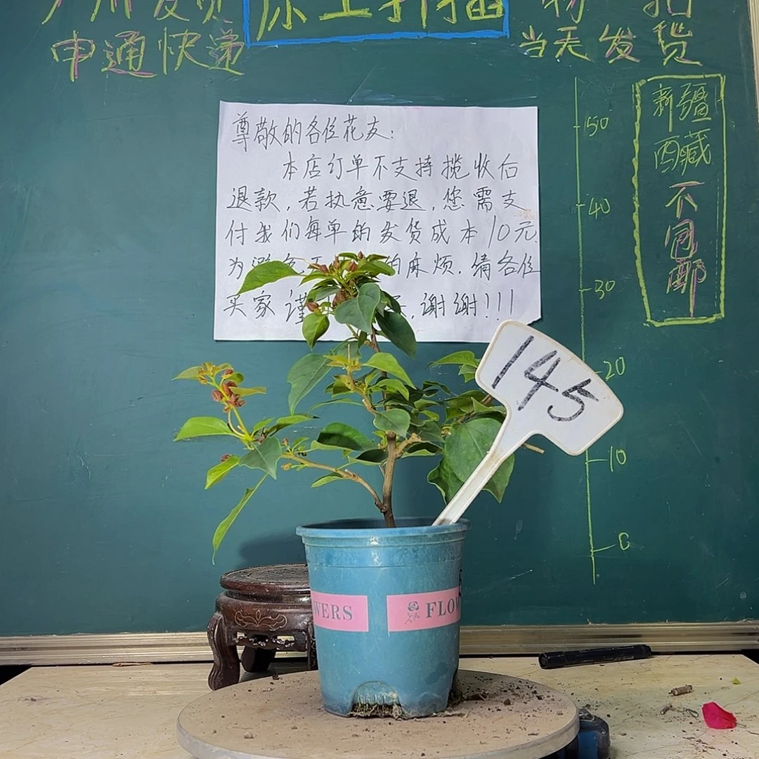 当前无花栽培后可以开花福利 落日145
