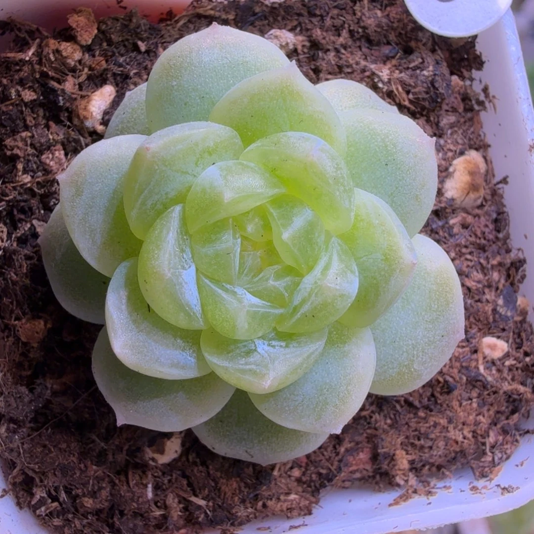 84号白冰一物一拍