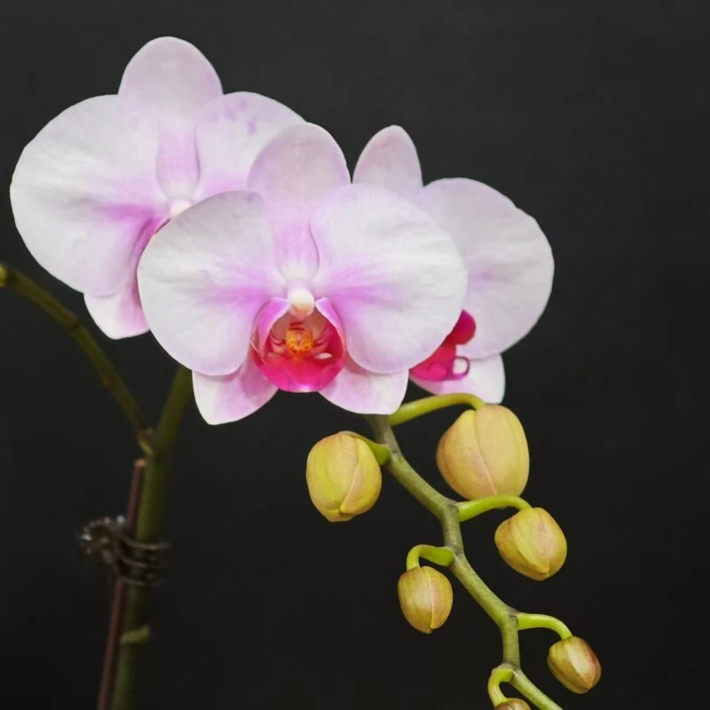 蝴蝶兰【杭州美女】昆明基地直发