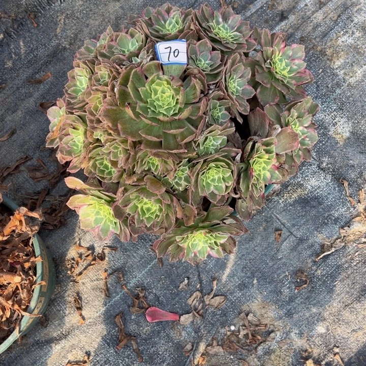 70海王多肉植物法师