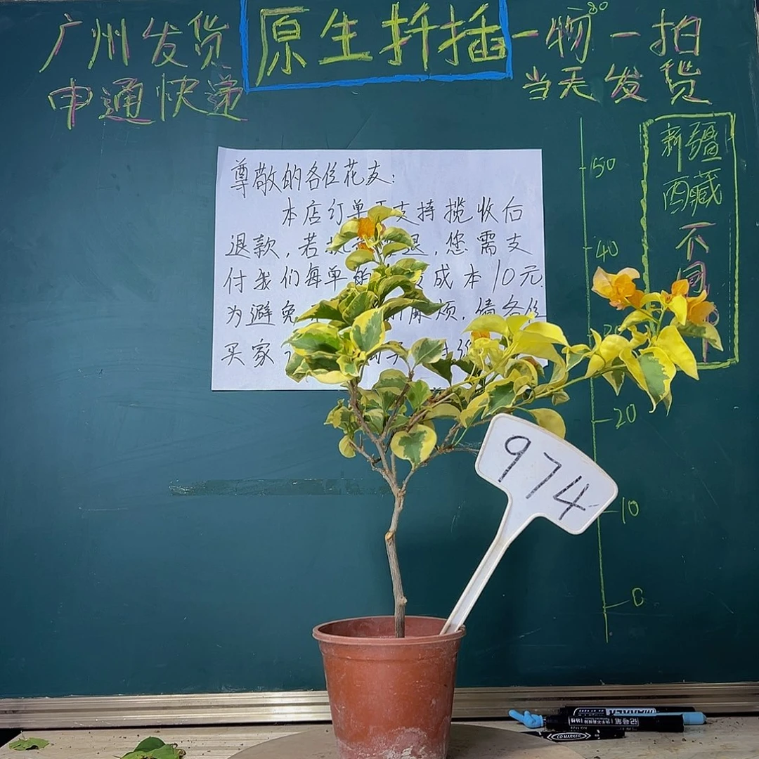 当前无花栽培后可以开花金边黄974