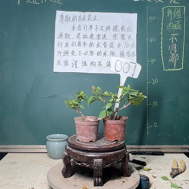 完全开放塔黄掌中宝 暗斑水晶掌中宝007