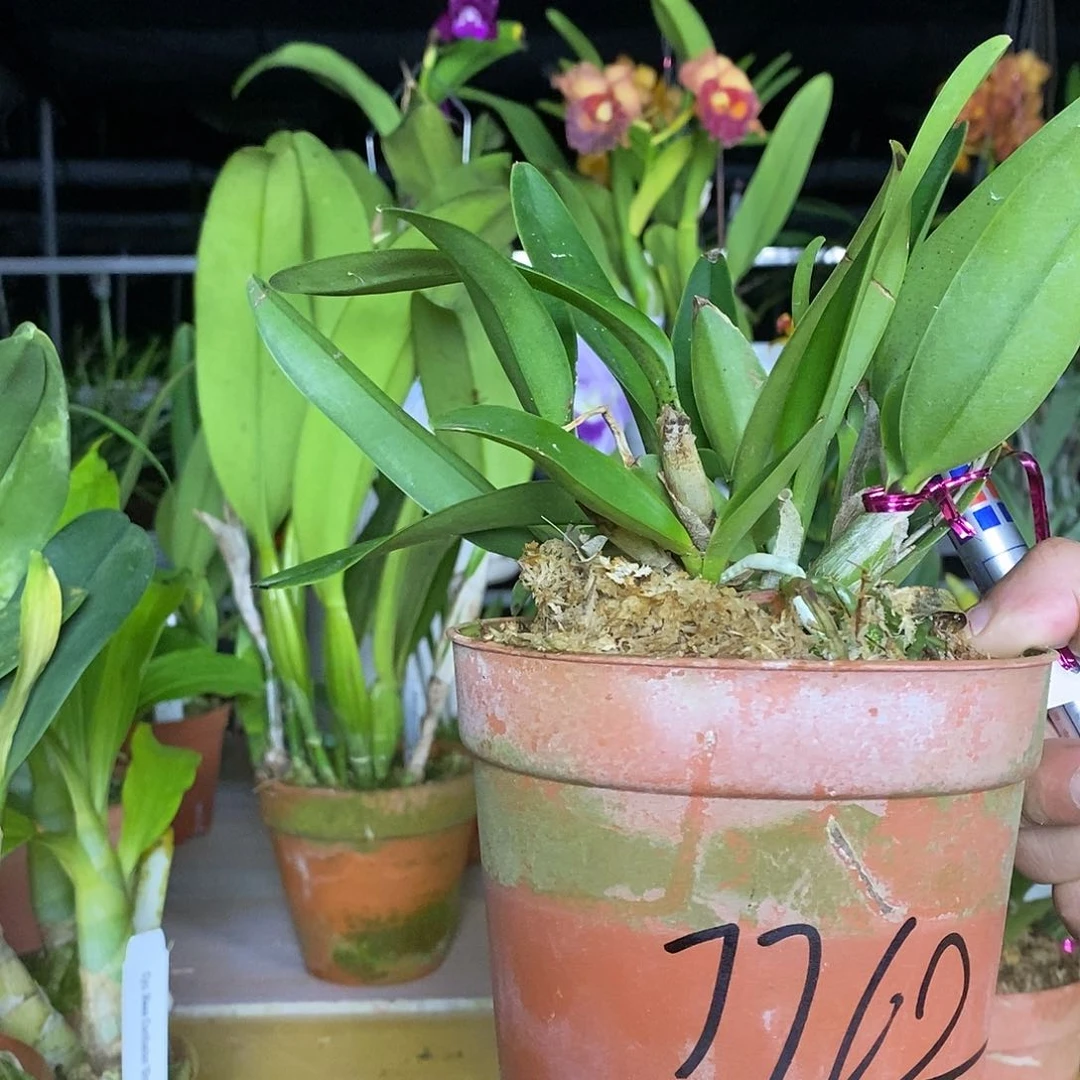 当前无花栽培后可以开花娟*皇家紫蓝袍