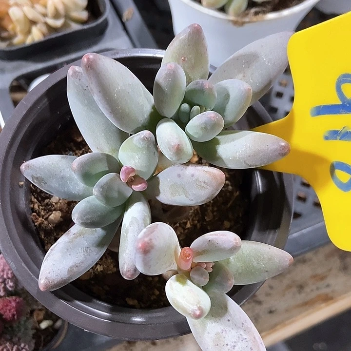 多肉植物白兰地918