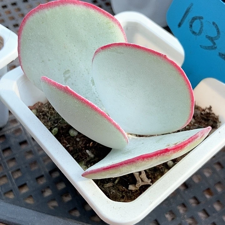 多肉植物白眉1032多肉