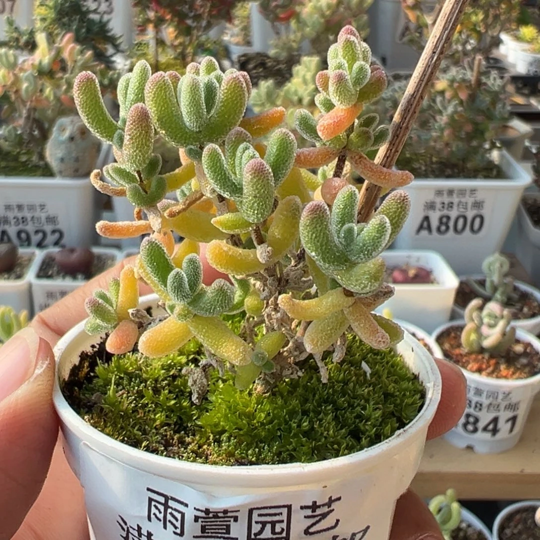 4-062奶油冰小树五圆盆老桩