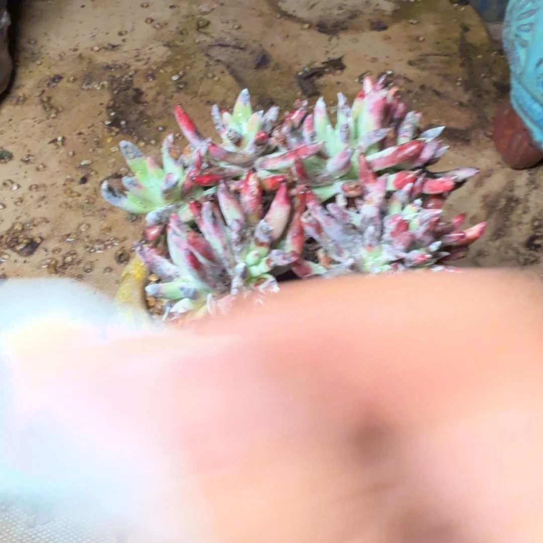 6046雪花白菊多肉