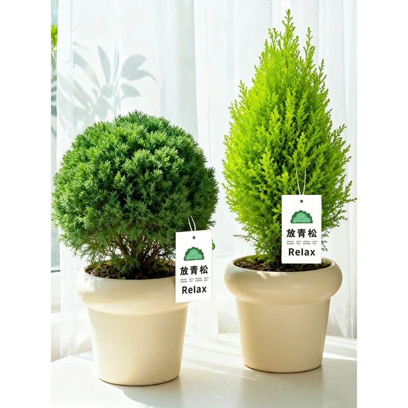 【情绪稳定小盆栽】香松盆栽室内好养办公室桌面绿植摆件雾凇植物