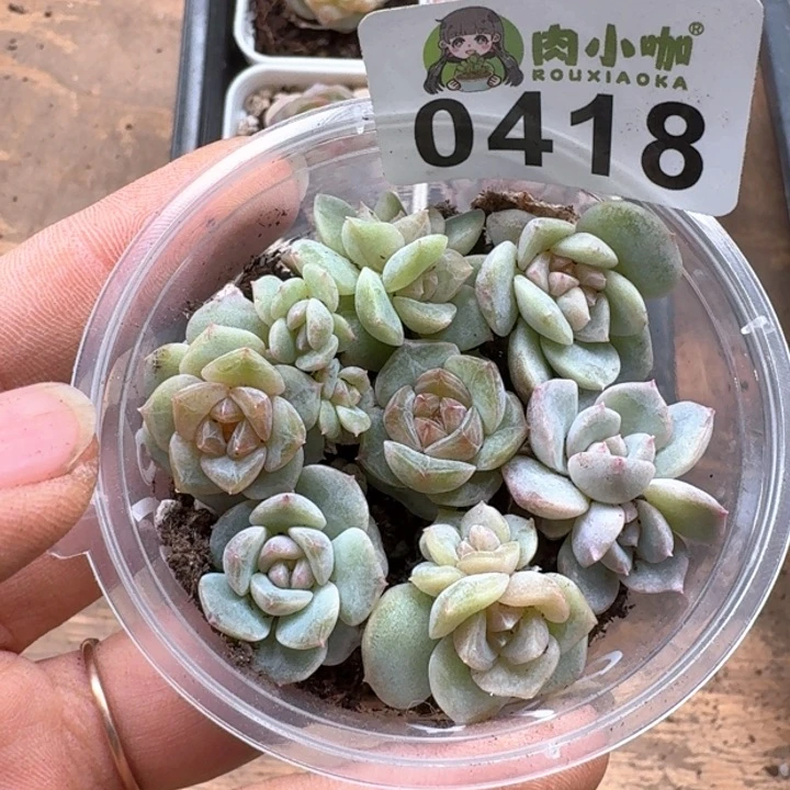 多肉植物多肉植物