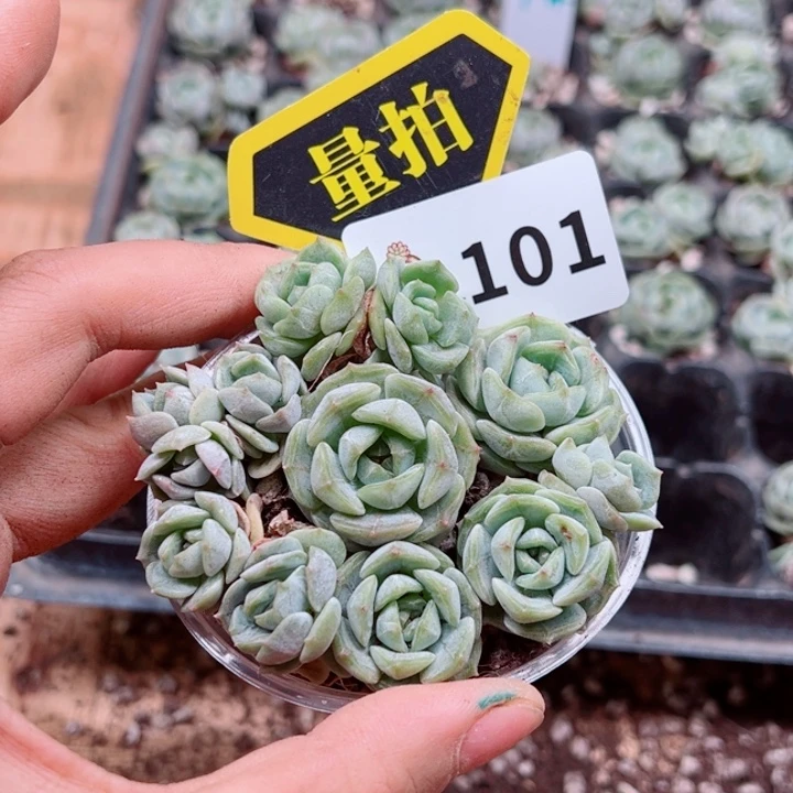 多肉植物多肉植物