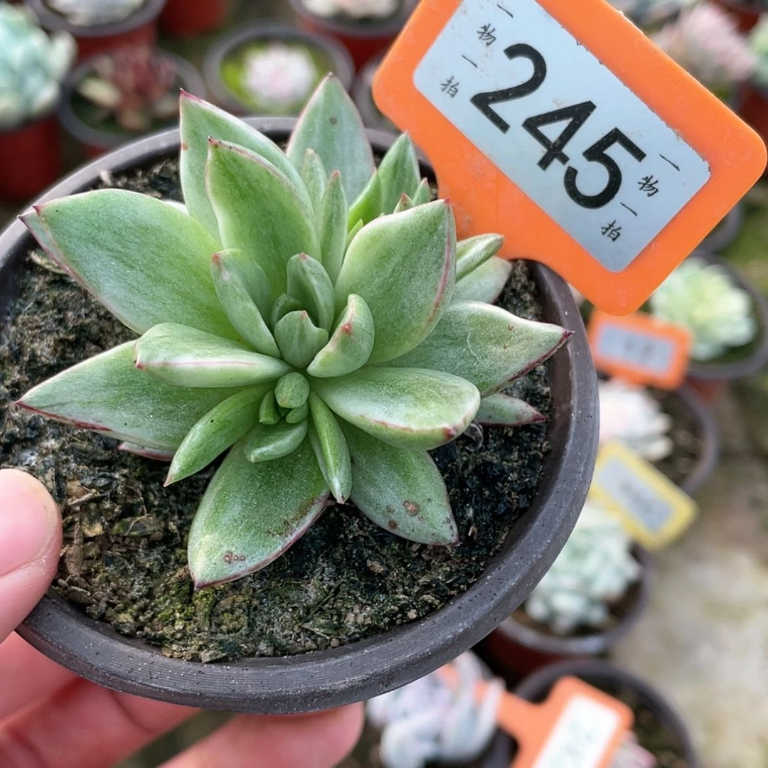 【闪购商品】245号