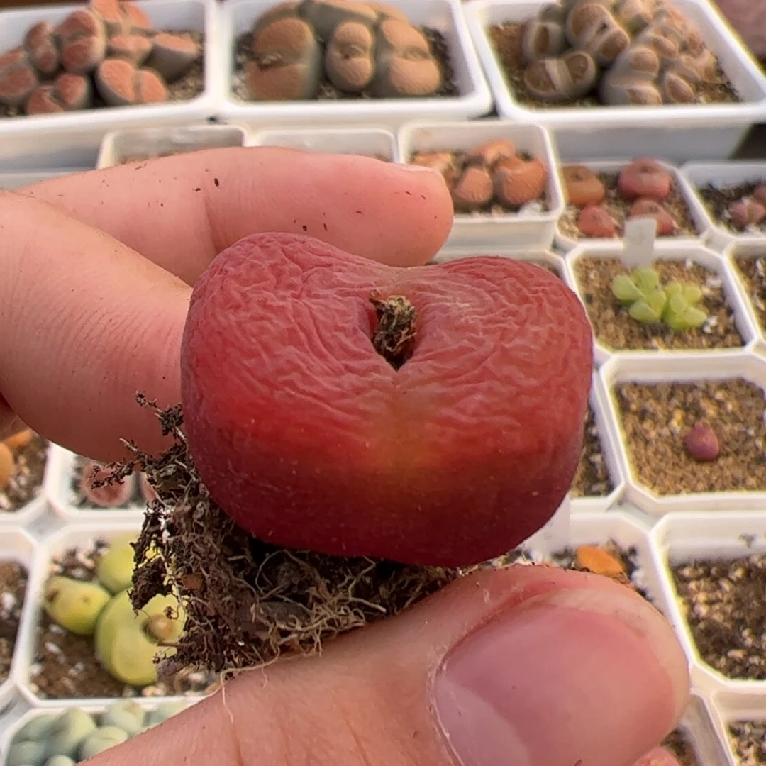 047号水蜜桃 多肉植物