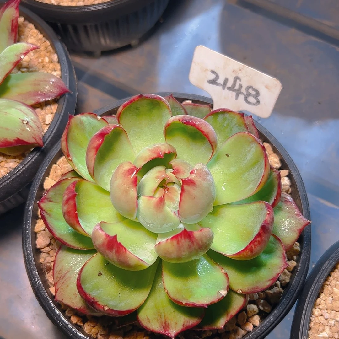 惊鸿仙子一物一拍2148号