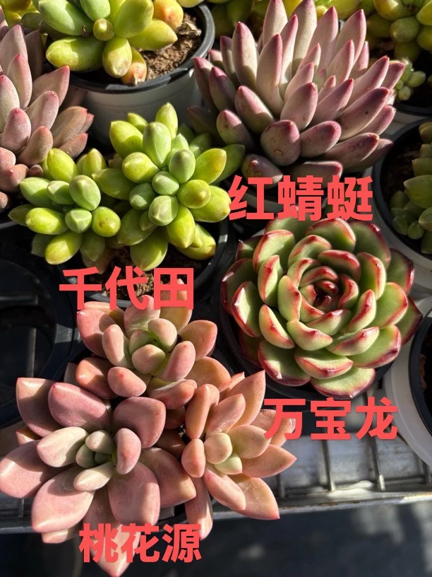 4个品种随机3颗一组 下单可备注